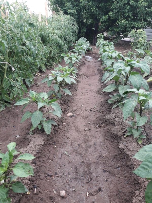 ����������� ������� ���������: ������� ���������� �������