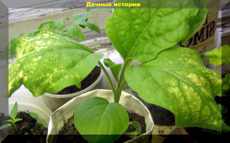 ��������� ��� ����������� �������: �������� ����� ��������� ������� �� ������� ���������� ���������