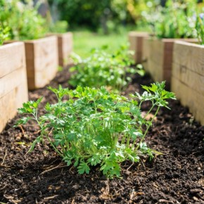 ����������� ��������� ������: ������� ������� ����� �������� ��� ������������ �������