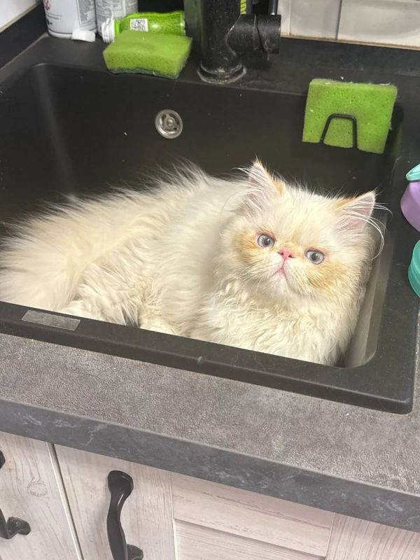 � ��� ����? ����� ���� ��� ����� ������ ������ ��������� �� ������ ������� ������: ���������, �������������, �����������