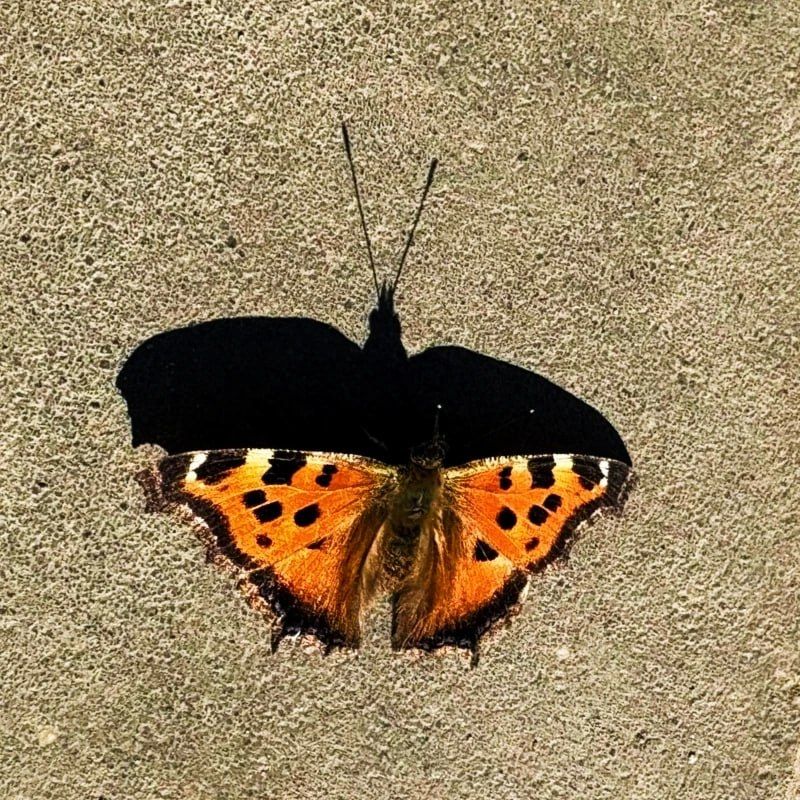 ��� ����������, ����� �������� ��� ����