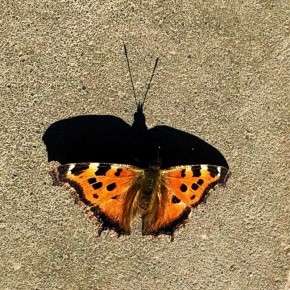 ��� ����������, ����� �������� ��� ����