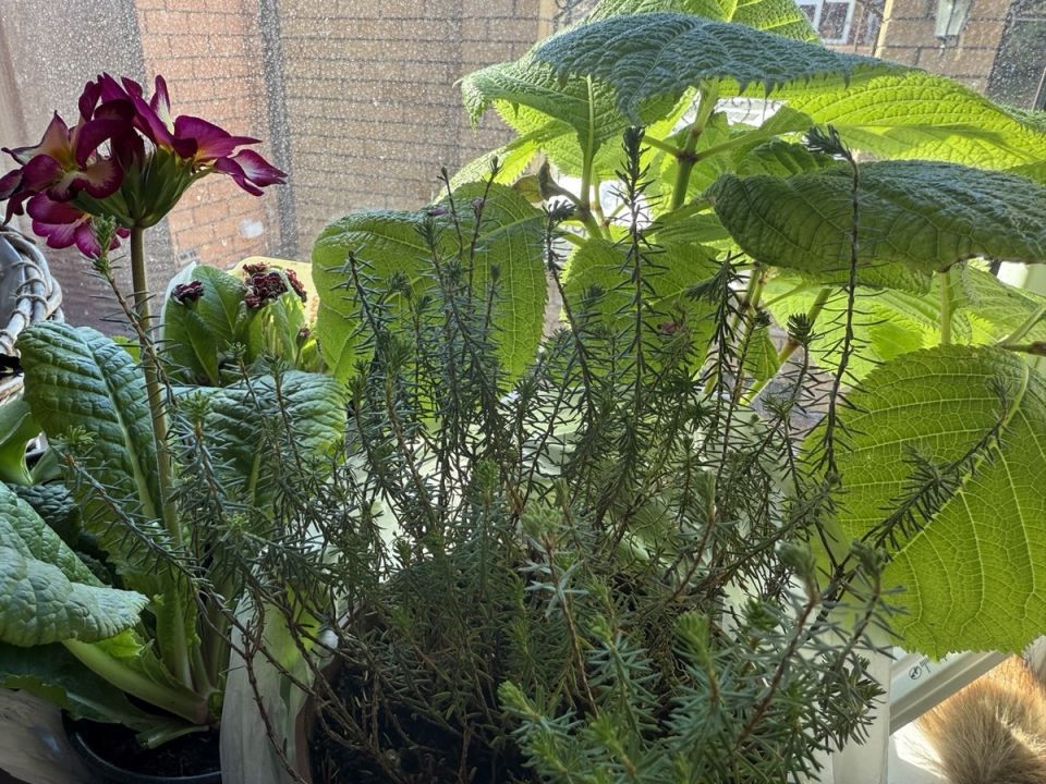 ����� ������� ��� ����: ������ ����� � ������������ ��������