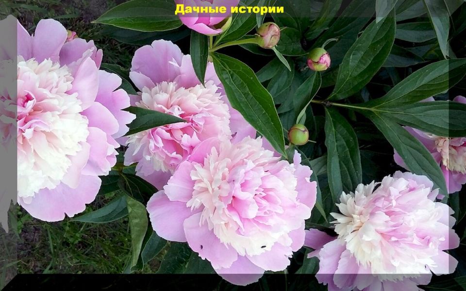 ����������� ������� ����� �� ������� � ������ ����