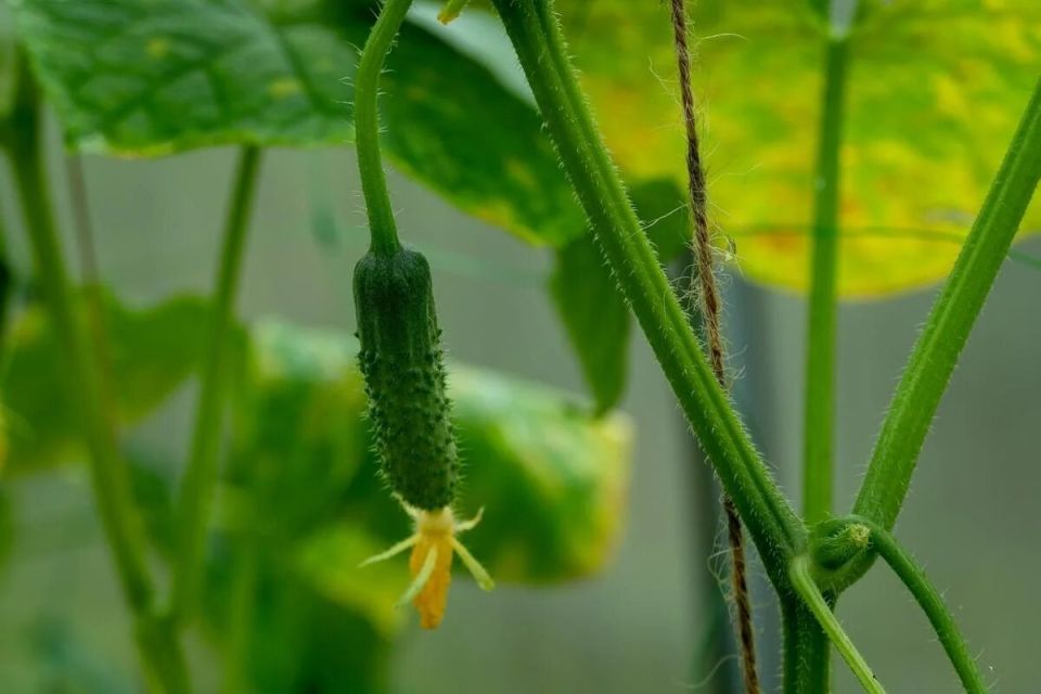 ��� �������� ��������� ������� ������ ������� � ����