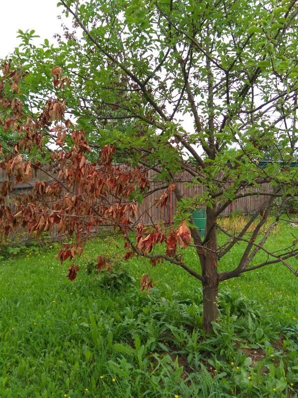 ������ ������ �������� � ��� ������������� ��� ��������