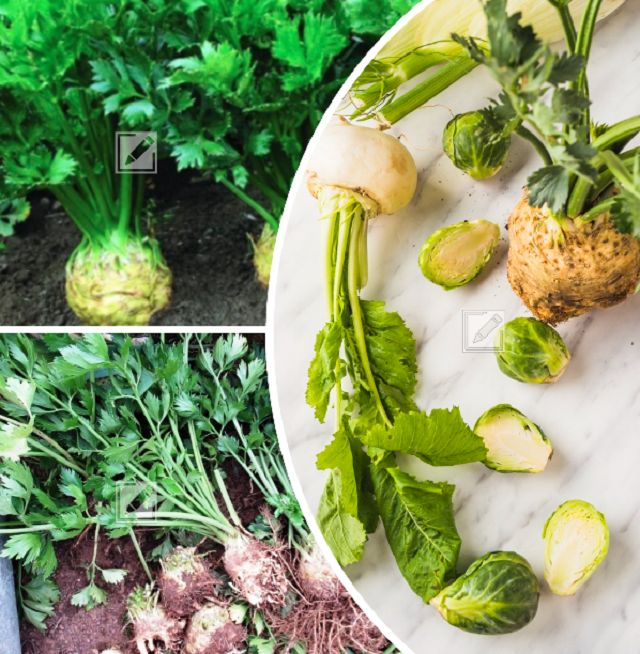 ����� ���������� ������� ��������� ���������: ������ � �������