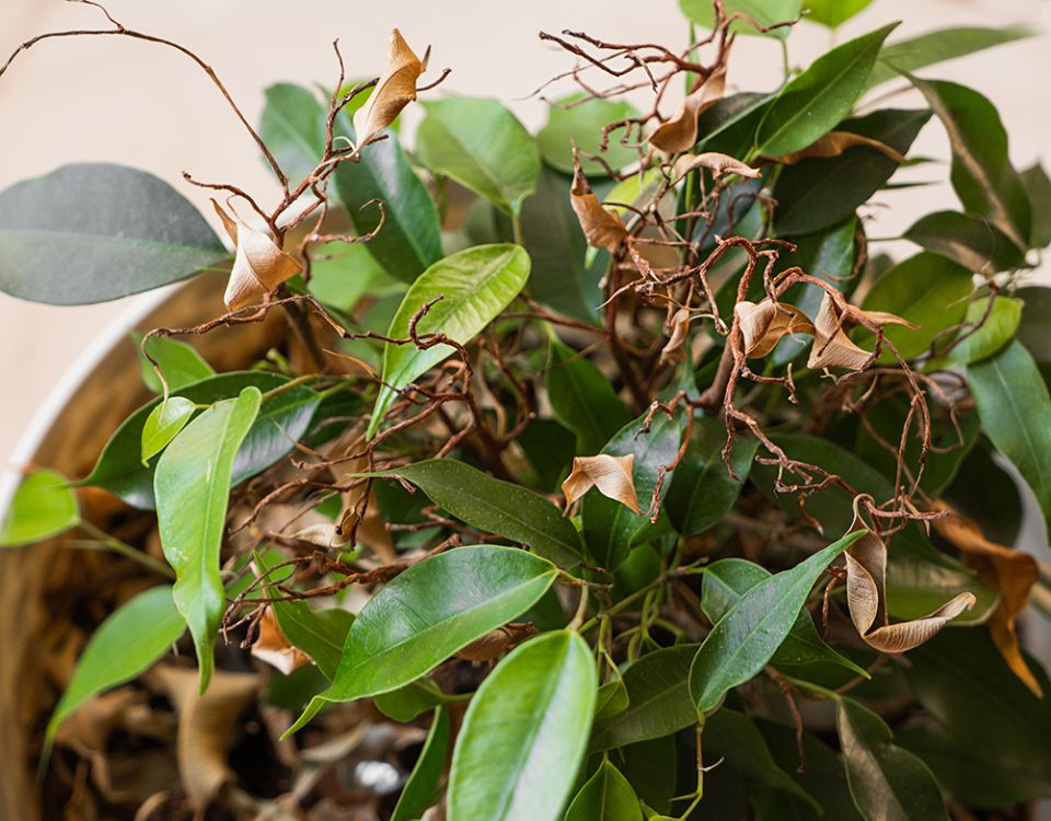 ��� ���������� ������� ��������� �������� � �������� �� �� ����������