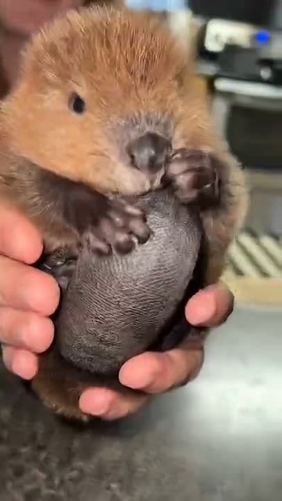 ������ ���� �� ������ �������