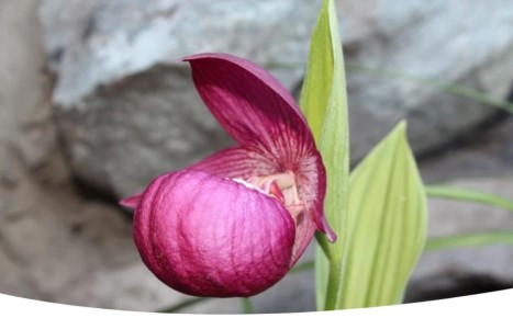 Как вырастить орхидею Венерин башмачок: секреты и разнообразие видов