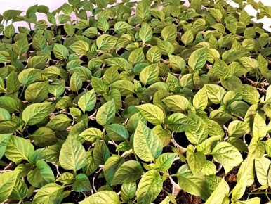 ��� ������ ��������� �������: ������� ��������� ��������������