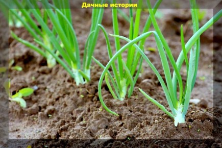 �������� �������� ������� ���� � ������������� ������ ������ � ������� �����