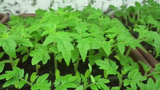 ��� ������� � ����� ������� �������: ��� ����������� ������