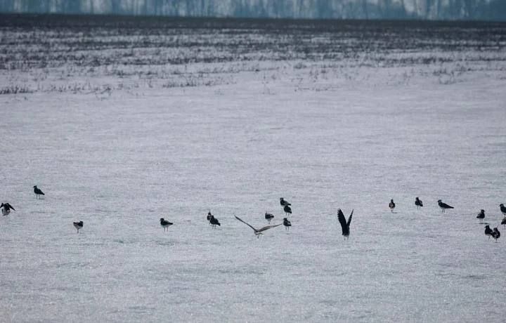 В Тульской области начались весенние перемены, на территорию музея-заповедника «Куликово поле» вернулись одни из первых перелётных птиц — кулики