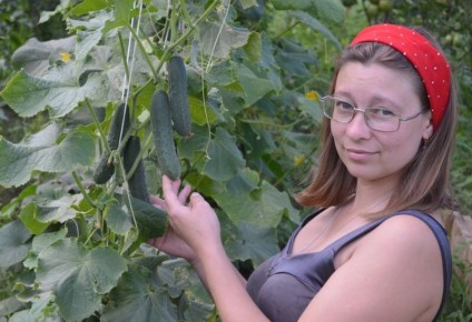 Китайские огурцы: стоит ли их выращивать на даче и какие сорта лучшие