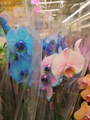 Почему стоит избегать покупки крашеных орхидей и суккулентов?