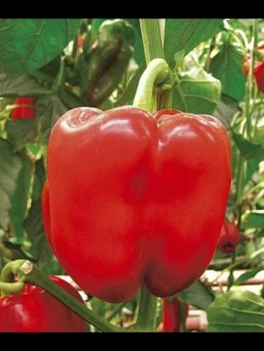 ����� �������: ��� �������� �������� ������ � ������������� �������