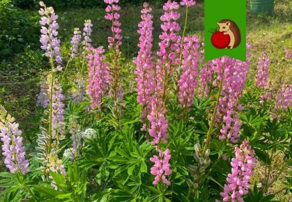 ������ � ����� ����: ���� ����������� ������ �������� �� � ��������� ����