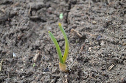 ��� �������� ������ �� ���������� � ������� �������� ��������