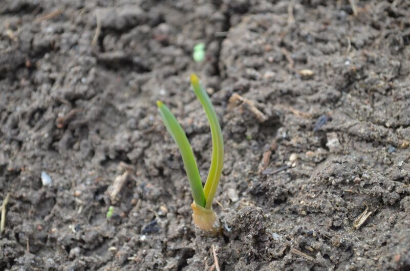 Как защитить чеснок от вредителей с помощью простого раствора