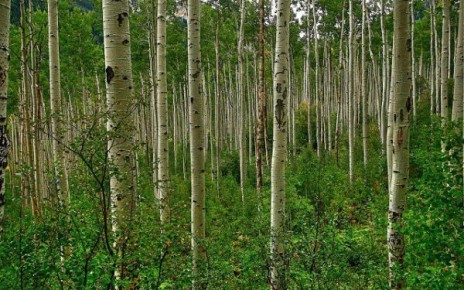 ��������� �������� �����: ��� ������ �������� � �������