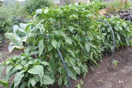 Царь Салтан: Как вырастить изумительные плоды сладкого перца