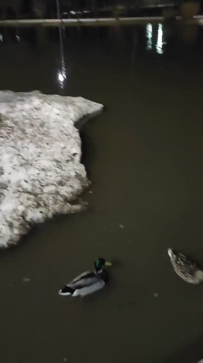 � ����������� ���� ���������� ����� ������� �� �������