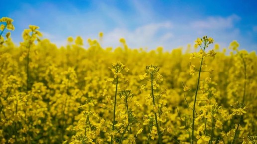 ������ ����, �� ������ ����������: ����� ������ ����������� ����� �� 1,5 ��� ������