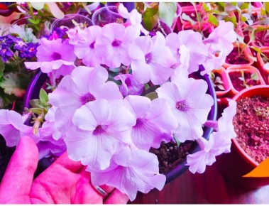 Как вырастить цветущую рассаду: секреты успешного ухода за любимыми растениями