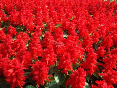 �������: ��� ��������� ��� ������� �� ������ �������