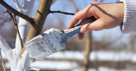 Весенние традиции: нужна ли побелка деревьев на самом деле?