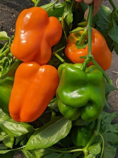 ������� ����� �����: ��� ��������� ����� ����� � ����� ����