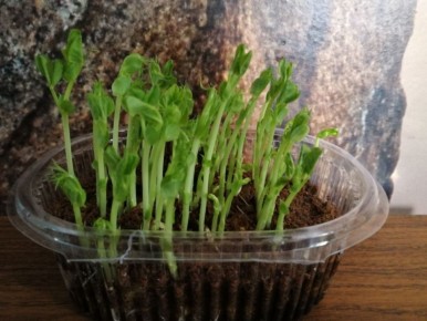 ��� � ������� �����, ��������� �����������: ����������� � ������������