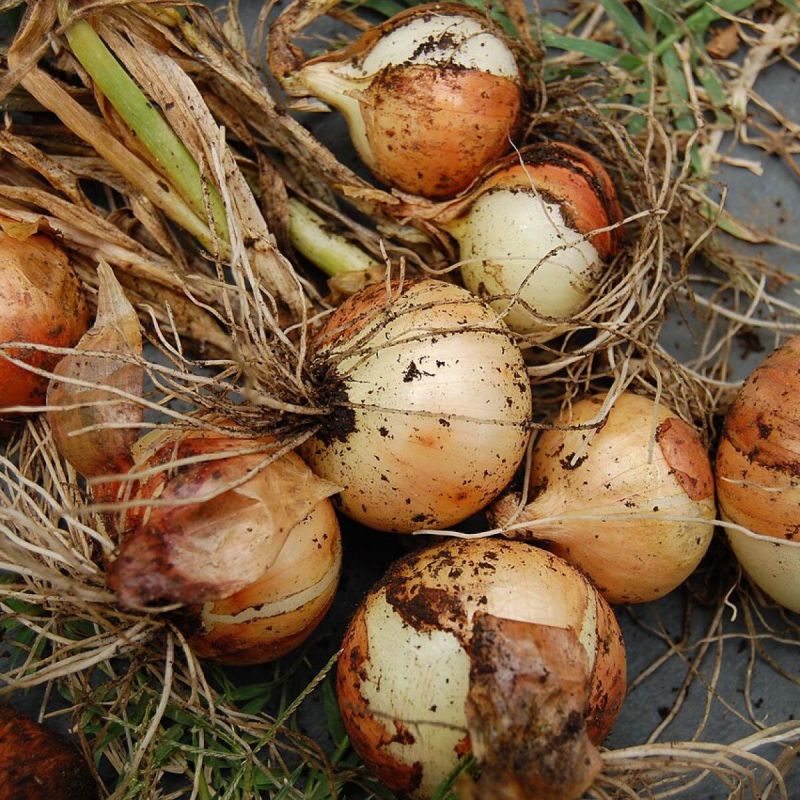 ��� ������� ���������� ������� ��� ����: ������� �������� �������