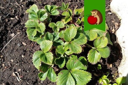 ����� � ��� ��������� ���������� �������� ������