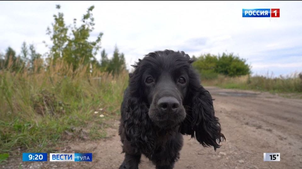 Важные новости для туристов с питомцами
