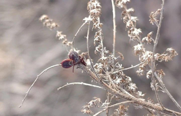 Девять жителей Тульской области пострадали от укусов клещей с 23 марта по 3 апреля