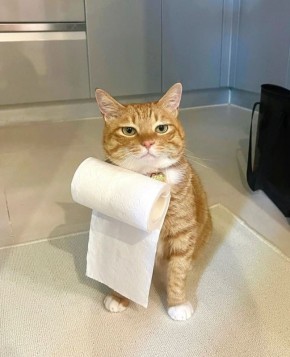 И к важным новостям: новый ГОСТ на туалетную бумагу утвержден в России