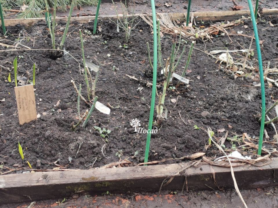 �������� ����: ��� �������� ������ ��������� ���� ��� ������������� ��������