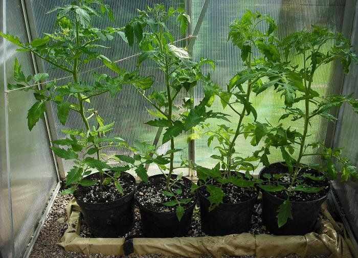 ��� �������� ������� �������: ������� ���������� ������