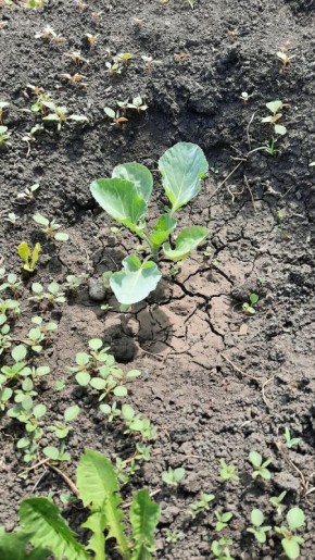 ��� �������� �������� ������ �������: ������� �� �������