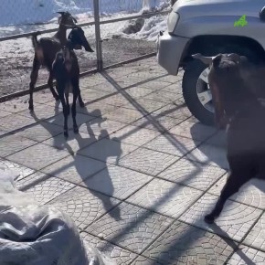 Увлекательные будни козочек из экофермы в Тульской области смотрите в третьей серии проекта «Аргументов и фактов» «Пушистые истории»