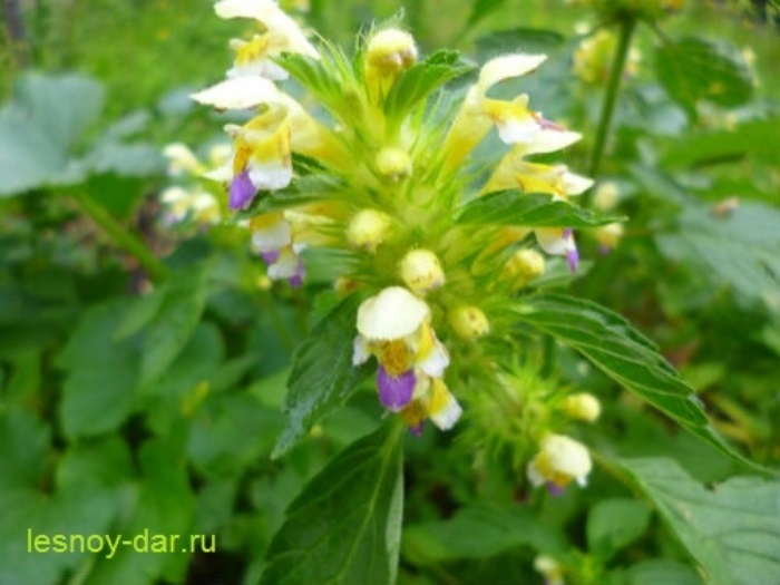 Пикульник красивый: как сорняк становится украшением сада