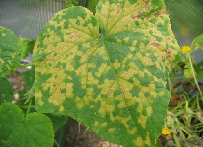 ��� ������ ������ �� ������: �������� ��������� ������ � �����������