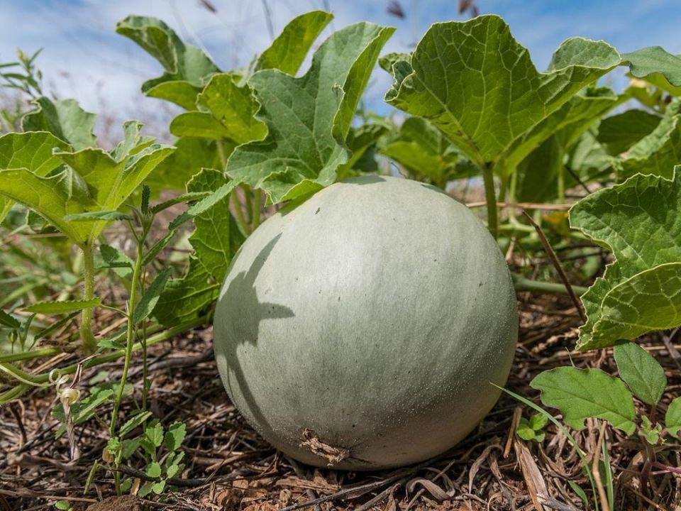 Как ухаживать за дынями в июле: два простых совета для сбора хорошего урожая