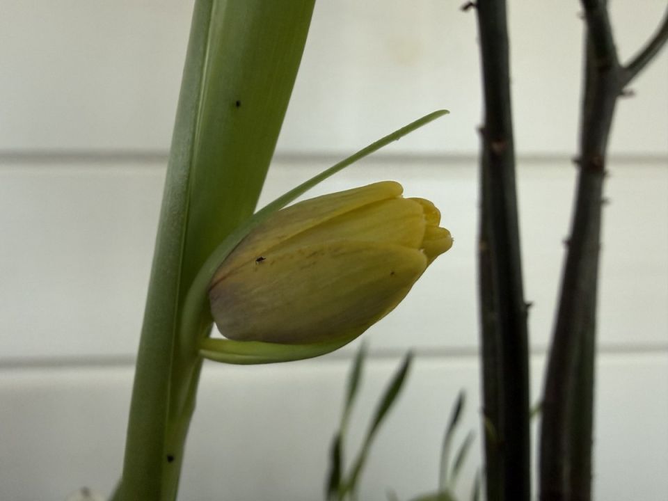 �������� ������� ������������: ������������ ���������� �� ���� �������