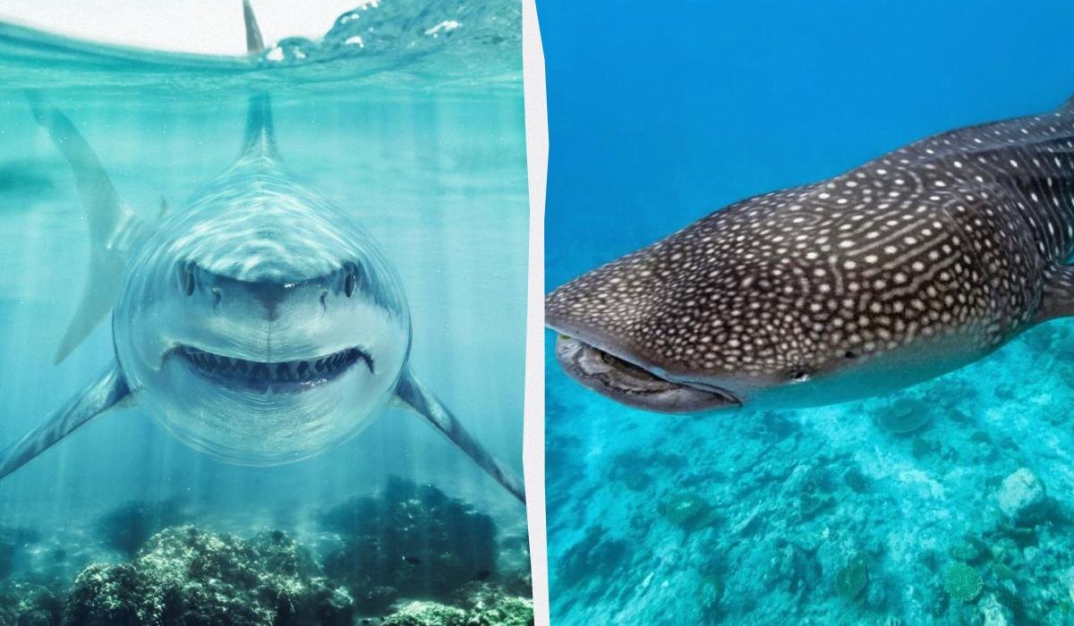 Знаки Зодиака и Мир Акул