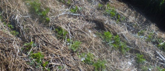 Как легко избавиться от тяпки и лопаты с помощью мульчи