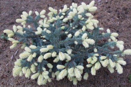 Топ хвойных растений для яркого сада: что выбрать в 2025 году?