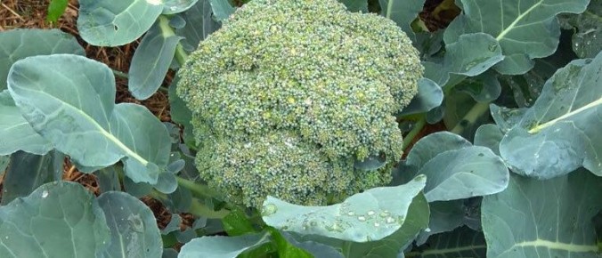 Секреты щедрого урожая брокколи: как добиться идеального результата